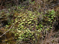 Pyrola morrisonensis