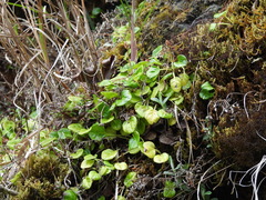 Pyrola morrisonensis