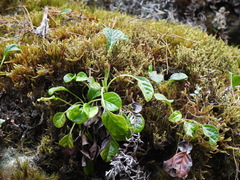 Pyrola morrisonensis