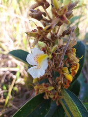 Qualea multiflora