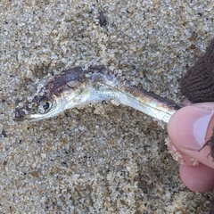 Merluccius bilinearis