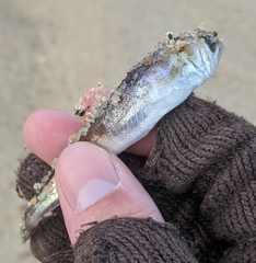 Merluccius bilinearis