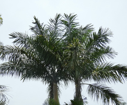 Morass cabbage palm (Roystonea princeps)
