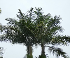Prince Royal Palm (Roystonea princeps)