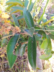 Qualea multiflora