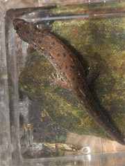 Desmognathus planiceps