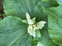 Trillium albidum