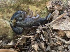 Opisthacanthus