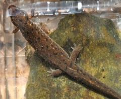 Desmognathus planiceps