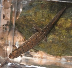Desmognathus planiceps