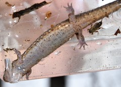 Desmognathus planiceps