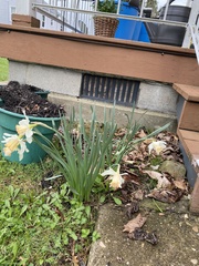 Narcissus moschatus