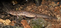 Desmognathus planiceps