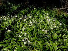Hymenocallis gholsonii
