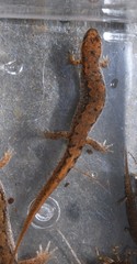 Desmognathus planiceps