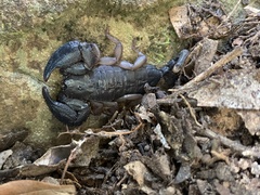 Opisthacanthus