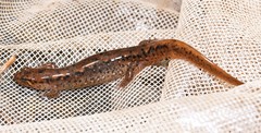 Desmognathus planiceps