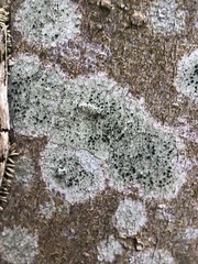 Lecidella elaeochroma