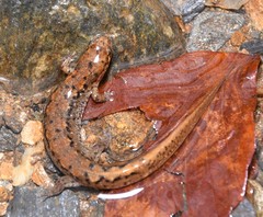 Desmognathus planiceps