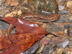 Desmognathus planiceps