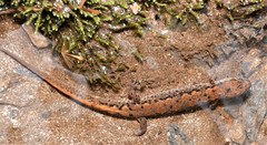 Desmognathus planiceps