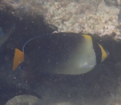 Chaetodontoplus mesoleucus