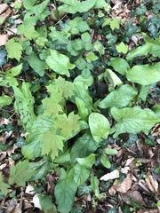 Arum maculatum