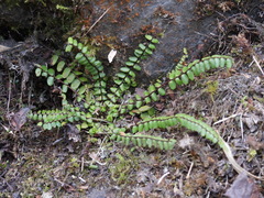 Asplenium tripteropus