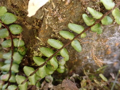 Asplenium tripteropus