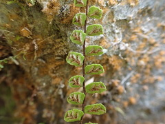 Asplenium tripteropus