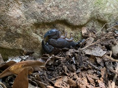 Opisthacanthus