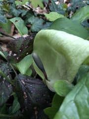 Arum maculatum