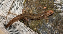 Desmognathus planiceps