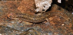 Desmognathus planiceps