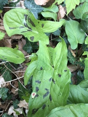 Arum maculatum