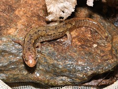 Desmognathus planiceps