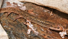 Desmognathus planiceps