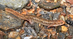 Desmognathus planiceps