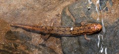 Desmognathus planiceps