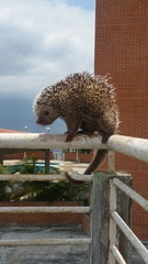 Coendou longicaudatus