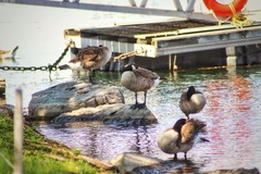 Branta canadensis