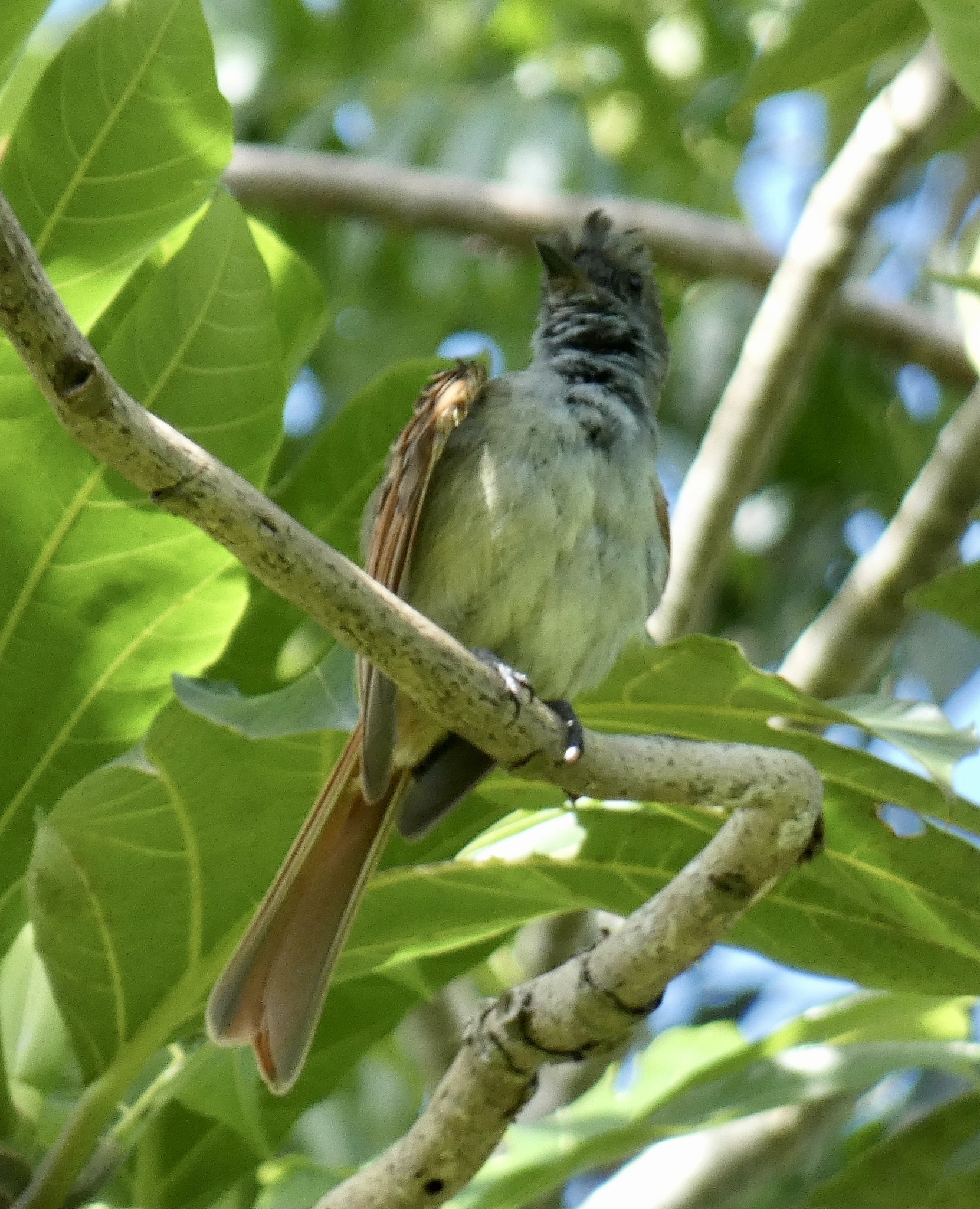 Rufous-tailed Flycatcher (Myiarchus validus), photo 10