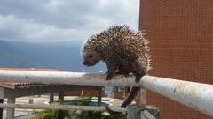 Coendou longicaudatus