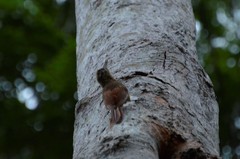 Lepidocolaptes fatimalimae