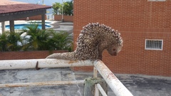 Coendou longicaudatus