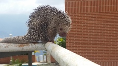 Coendou longicaudatus