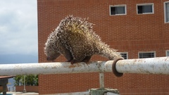 Coendou longicaudatus