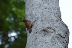 Lepidocolaptes fatimalimae