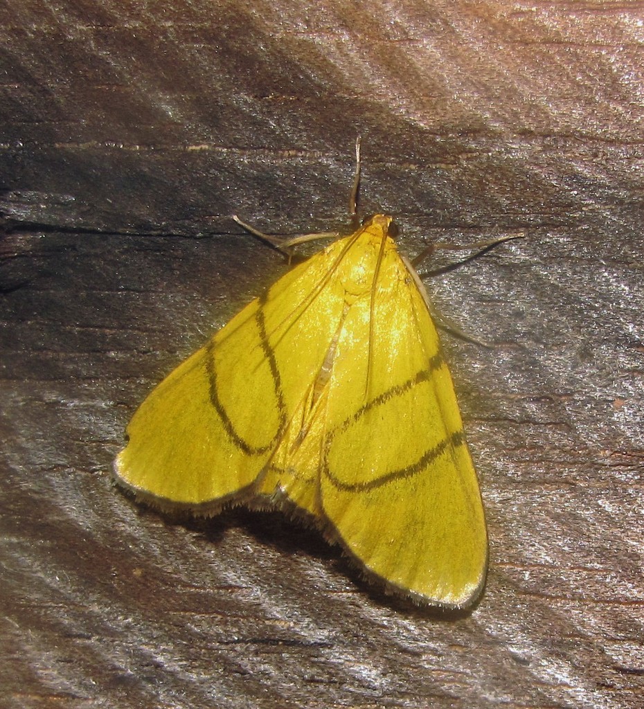 Chrysauge catenulata
