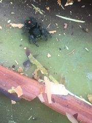 Phidippus audax